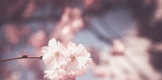 Które zwierzę jest najlepsze