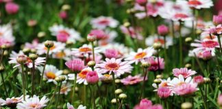 Glonojadem po szybie czyli domowe akwarium