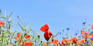 Działki na pola uprawne