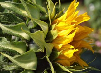 Czy można pomalować tapetę zmywalną?