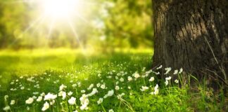 Ile rolek tapety na 20m2?